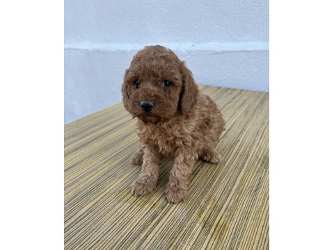F2 maltipoo sıfır tüy dökülmesi