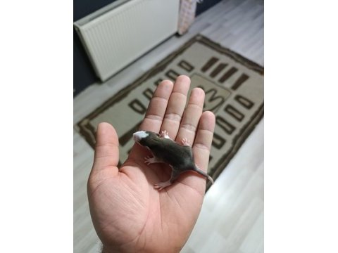 Çok akıllı rat yavrularım