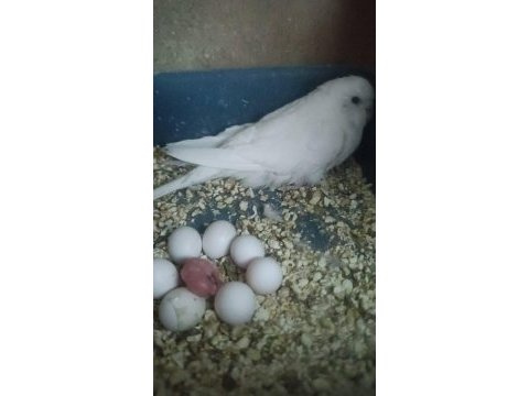 Saf kan albino kırmızı göz sultan papağanı