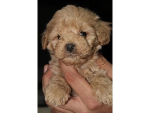 Üst kalite maltipoo yavrular