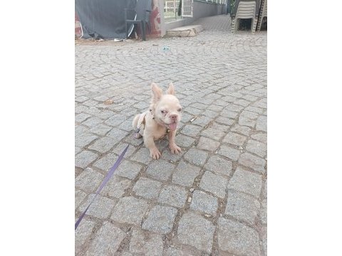 French bulldog 4 aylık