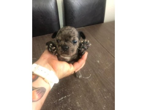 Black ve black merle french bulldog yavrularımız