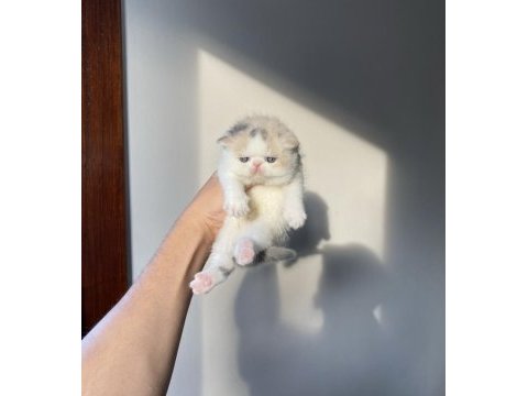 Safkan şecereli mükemmel exotic shorthair bebek