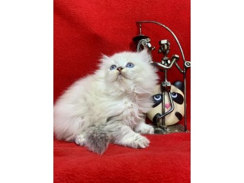 British longhair tek ve daha güzeli yok