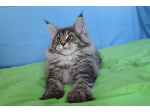 İlloai ve arthur eşleşmesi son iki kız şecereli maine coon