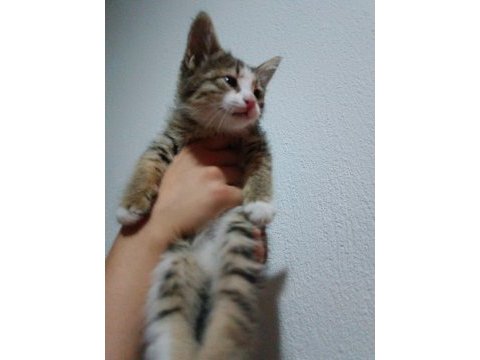 Kedimize sıcak bir yuva arıyoruz
