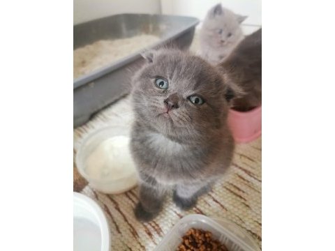 Scottish fold bebeklerimize yavru