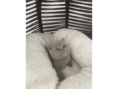 British shorthair gri ve lilac yavrular 60 günlük