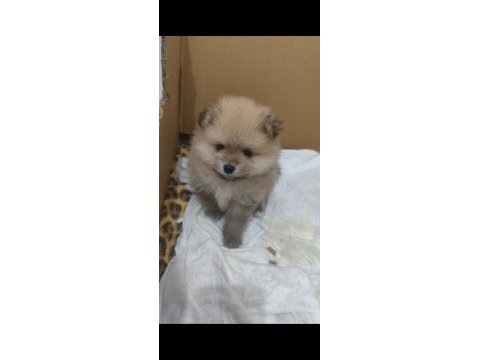 1.5 aylık pomeranian erkek