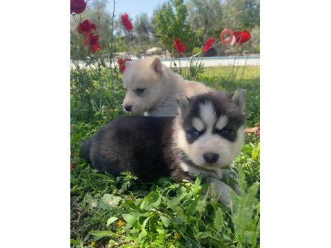 Safkan husky yavrular yeni yuvalarını arıyor