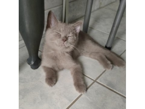 Lilac british shorthair erkek yavru