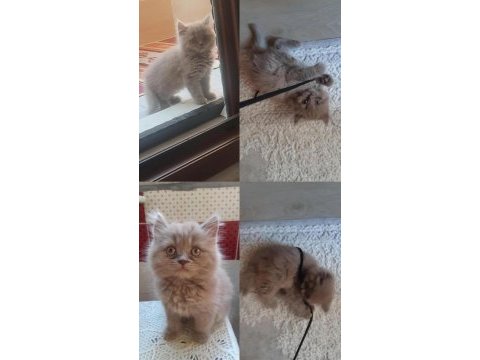 British longhair kumru ailesini arıyor