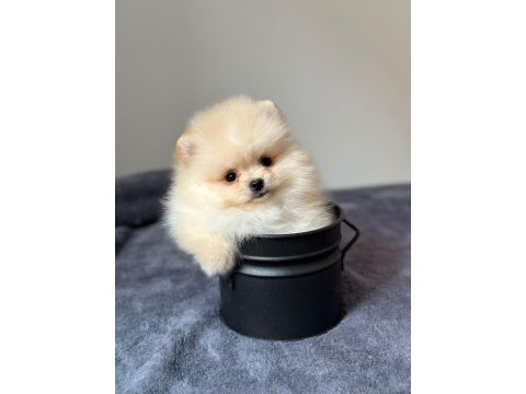 Orjinal pomeranian bebeğimiz