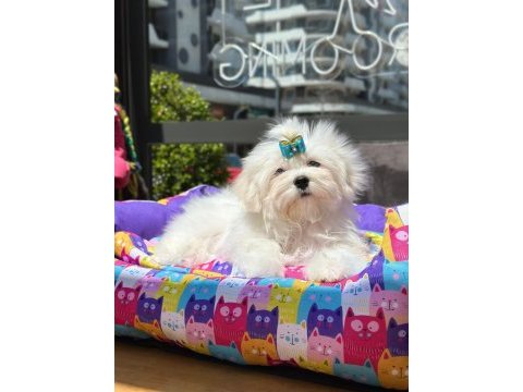 Kore maltese