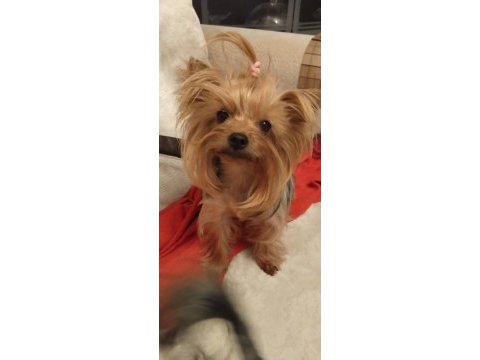 Yorkshire terrier yavrularımız