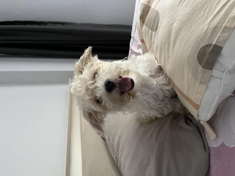 Acil ciddi ve ömürlük yuva köpeğimize
