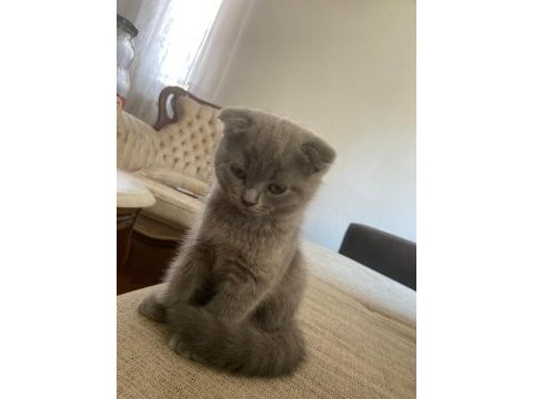 Scottish fold kedimizin yavruları