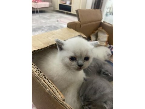 Scottish blue point ve british kardeşler