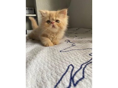 Fıstıklı iran kedisi lokumlar