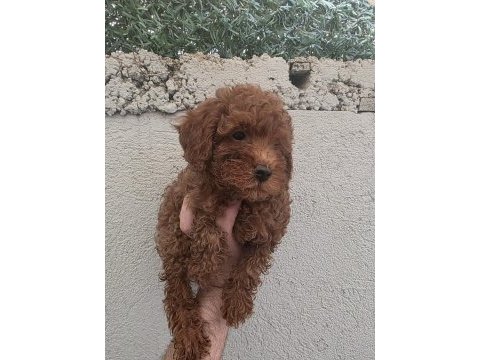 Red maltipoo minnaklar