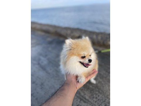 Orjinal pomeranian boo