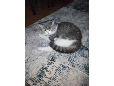 British shorthair kedimize yuva arıyoruz