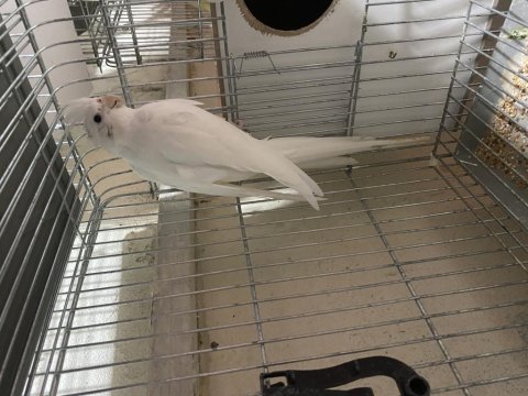 Albino cinsi sultan papağanı eğitime açık