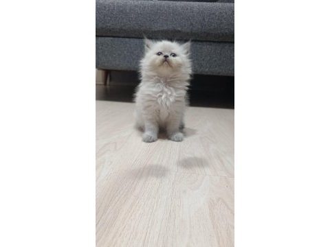 Sadece aileye british longhair