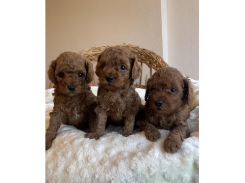 Kore kan mini boy toy poodle yavrularımız