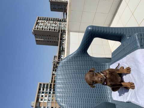 2 aylık doberman
