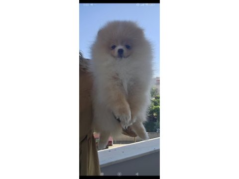 Ayı surat kaliteli pomeranian boo