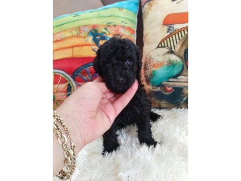 Toy poodle yavrularımız