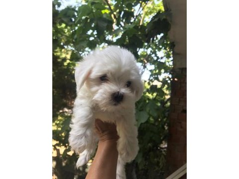 Maltes terrier türk-kore yavrular