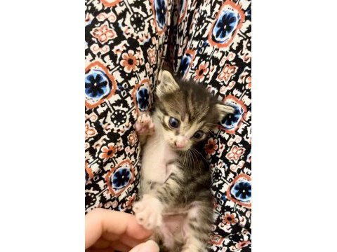 Annesiz erkek yavru kedi ücretsiz sahiplendiriyoruz