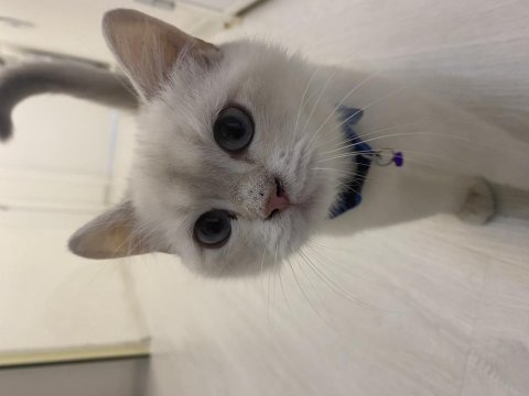 7 aylık british shorthair