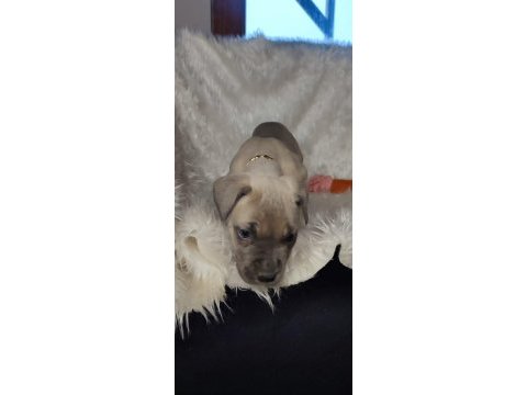 Safkan cane corso yavrular