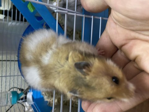 Suriye hamster yavrularımı ücretsiz sahiplendiriyorum