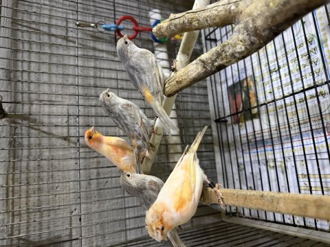 Damızlık takım ve yavru kanaryalar