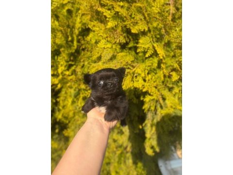 Chihuahua yavruları şehir dışına gönderim sağlanır