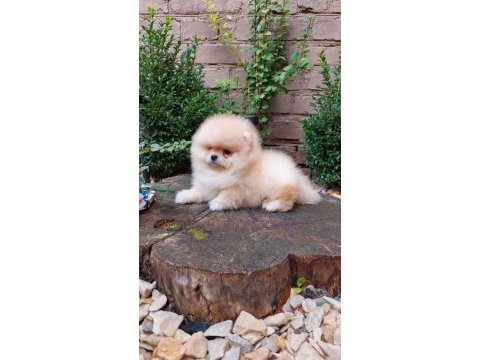 Irk garantili teddy pomeranian boo köpekleri