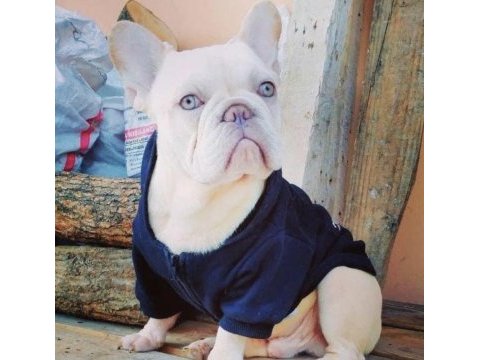 Krem platinyum french bulldog yavrular