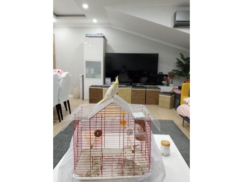 5 6 aylık sultan papağanı