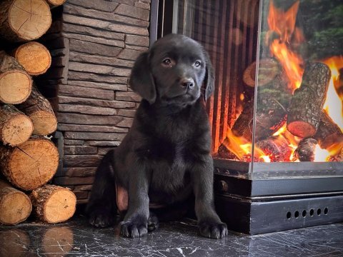 Simsiyah tüyleri iri patileriyle gerçek labrador