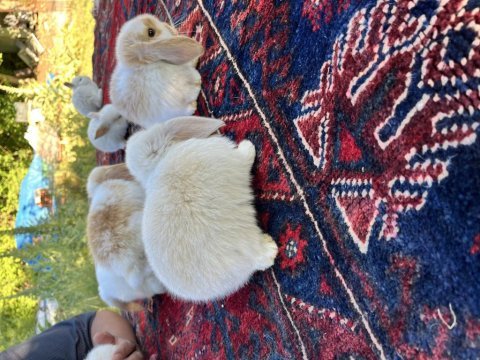 Mini lop tavşan yavruları evcil