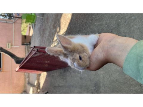Hollanda lop yavru tavşan
