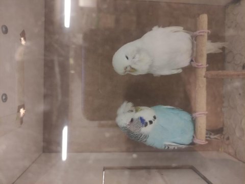 Şov jumbo muhabbet kuşumuz