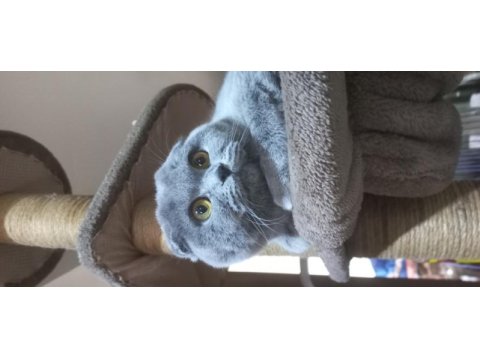 Scottish fold dişi