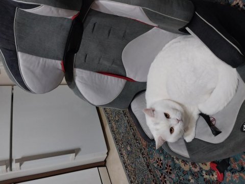 Beyaz british shorthair