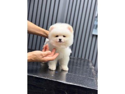 Sağlık ve ırk garantili pomeranian