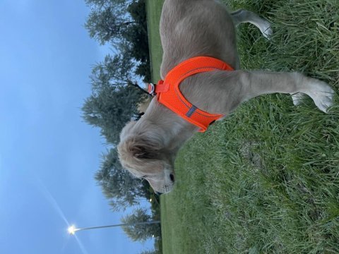 Golden yavrumuz retriever
